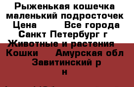 Рыженькая кошечка маленький подросточек › Цена ­ 10 - Все города, Санкт-Петербург г. Животные и растения » Кошки   . Амурская обл.,Завитинский р-н